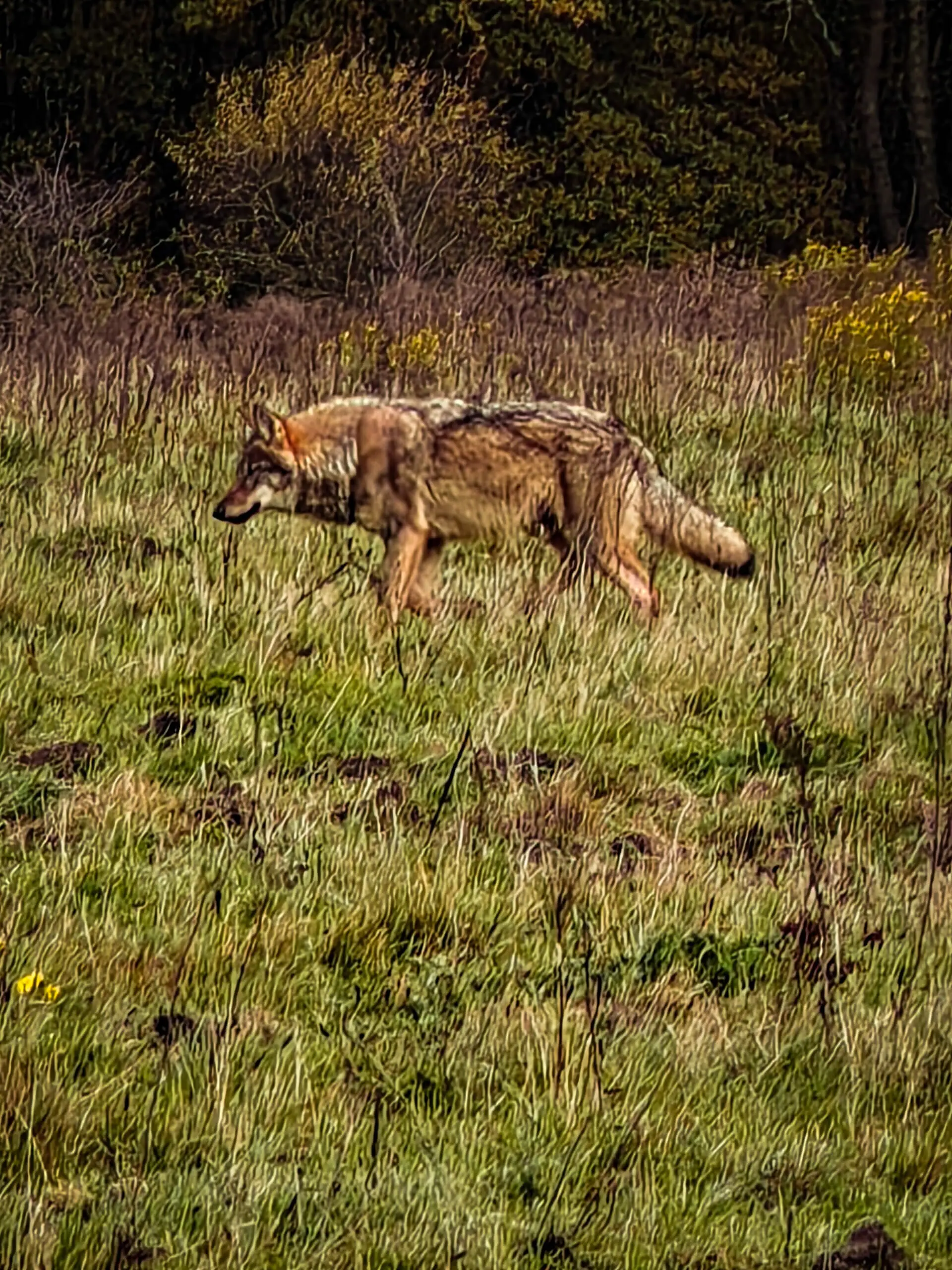 Een magische ontmoeting op de Veluwe